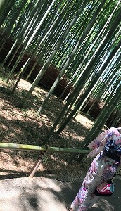 竹林.jpg