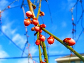 20100224_1.jpg