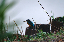 20100301_kawasemi.jpg